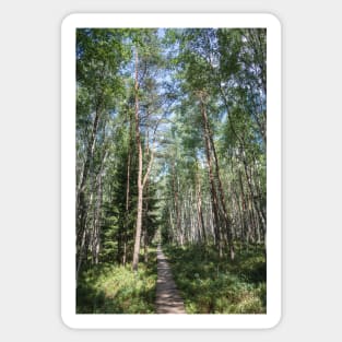 Wooden Path Sticker